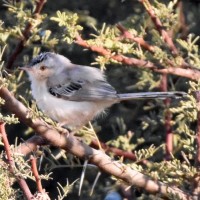 Cricket warbler